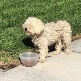 Eastvale instagram photo of dog eating food