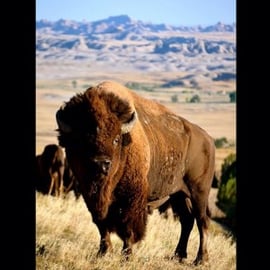 U.S. Department of the Interior instagram photo of bison